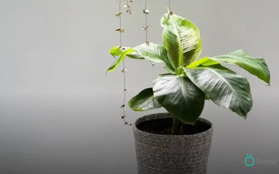 Best Indoor Plants for Low Light Rooms: Top Picks