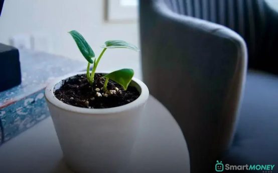 Caring for Plants in a Humid Apartment: Essential Tips