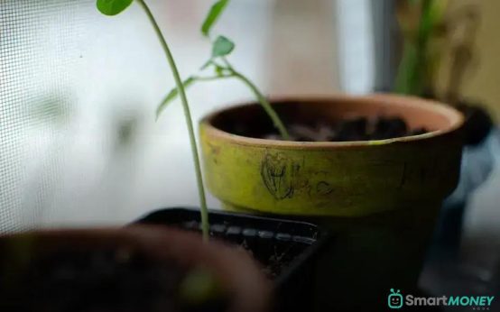 Dealing with Root Rot: Causes and Effective Solutions