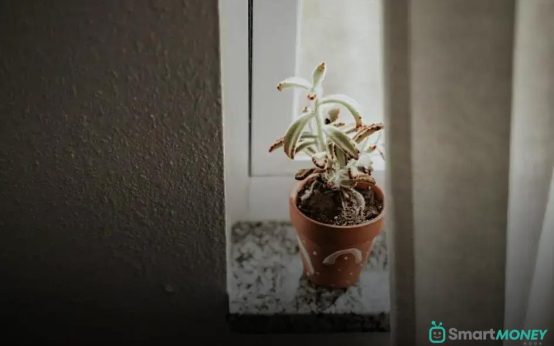 Growing Edible Plants Inside Your Kitchen: Tips & Tricks