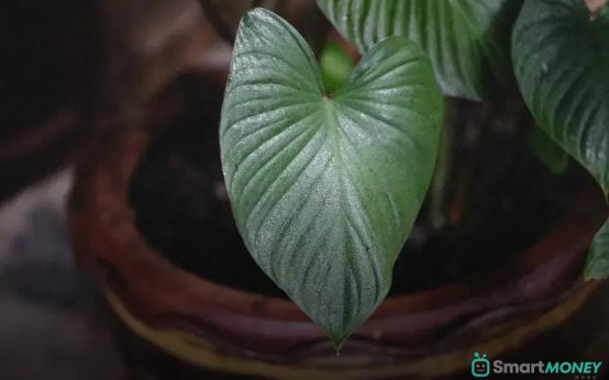 Growing Herbs Indoors: Essential Tips for Beginners