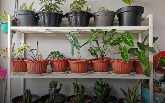 How to Fertilize Indoor Plants Without Overdoing It: Tips
