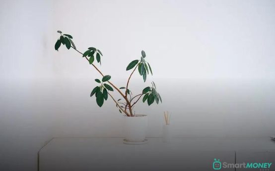 How to Keep Your Fiddle Leaf Fig Happy: Essential Guide