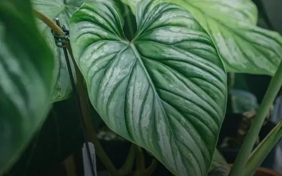 How to Prevent Mold in Plant Soil: Essential Tips