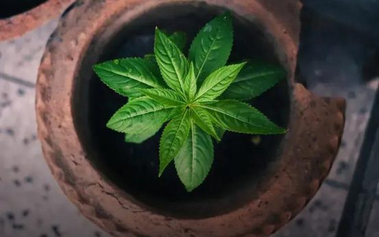 How to Propagate Your Favorite Houseplants: Easy Tips