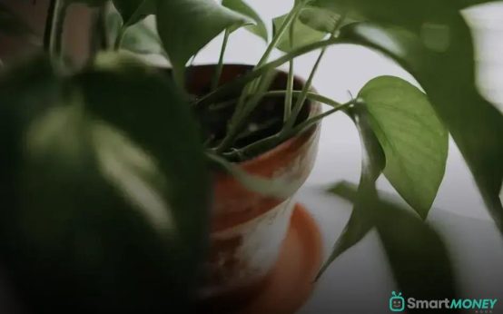How to Rescue a Dying Houseplant: Easy Tips and Tricks
