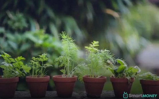 How to Water Your Houseplants Properly: Essential Tips