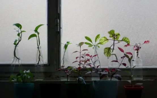 Moving? How to Safely Transport Your Plants