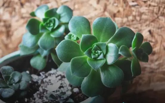 Seasonal Care: Preparing Your Plants for Winter Now