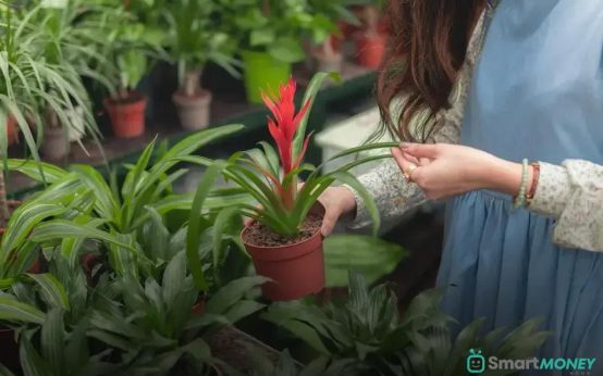 Styling Your Home with Indoor Plants: Fresh Ideas Revealed