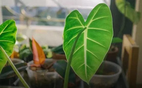 Taking Care of Orchids at Home: Expert Tips Revealed