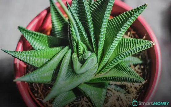 The Best Light for Your Indoor Plants: Boost Growth Now!