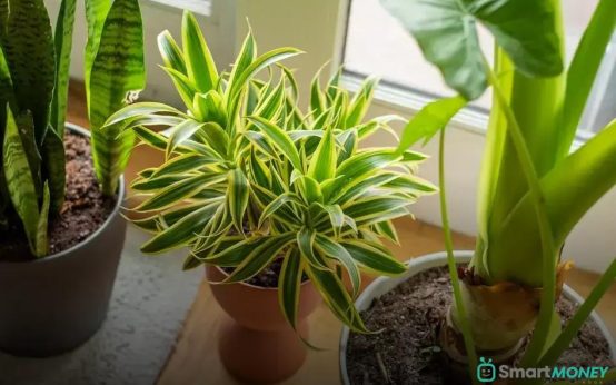 Understanding Soil Types for Houseplants: A Simple Guide