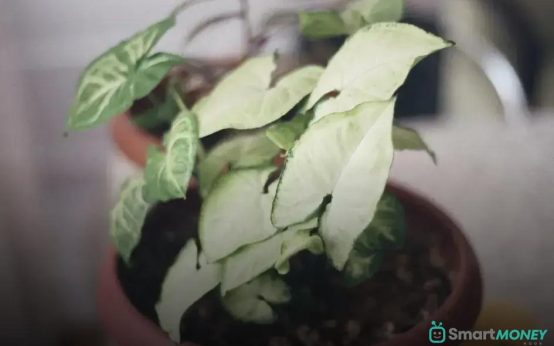 When and How to Repot Your Houseplants: Easy Guide