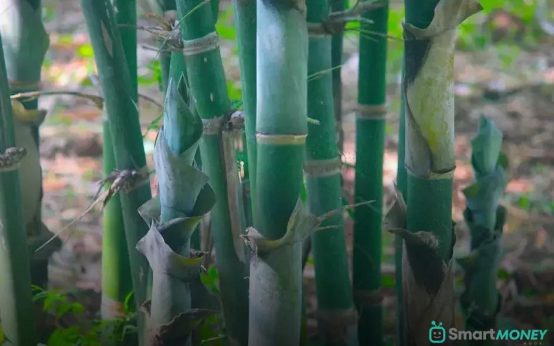 Why Are My Plant's Leaves Drooping? Discover Now!